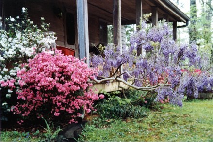 Primitive Country Home - Azaleas