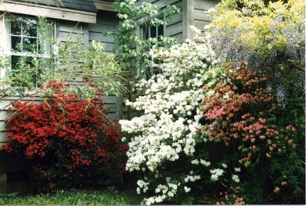 Primitive Country Home - Azaleas